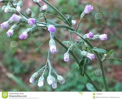 Little Ironweed(Cyanthium cinereum)